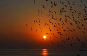 Sunset birds by Andy Mihail