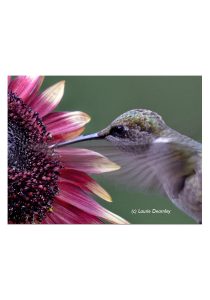 Hummingbird magnet